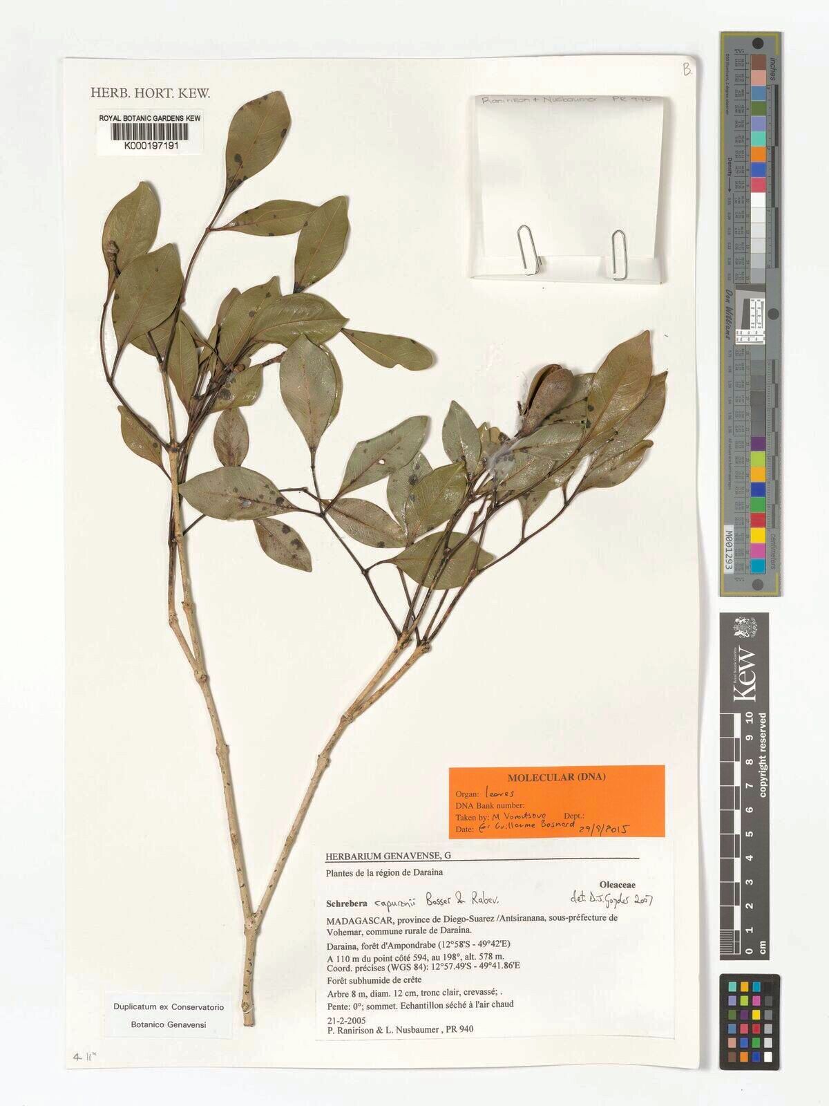 Schrebera capuronii — related species from the same genus