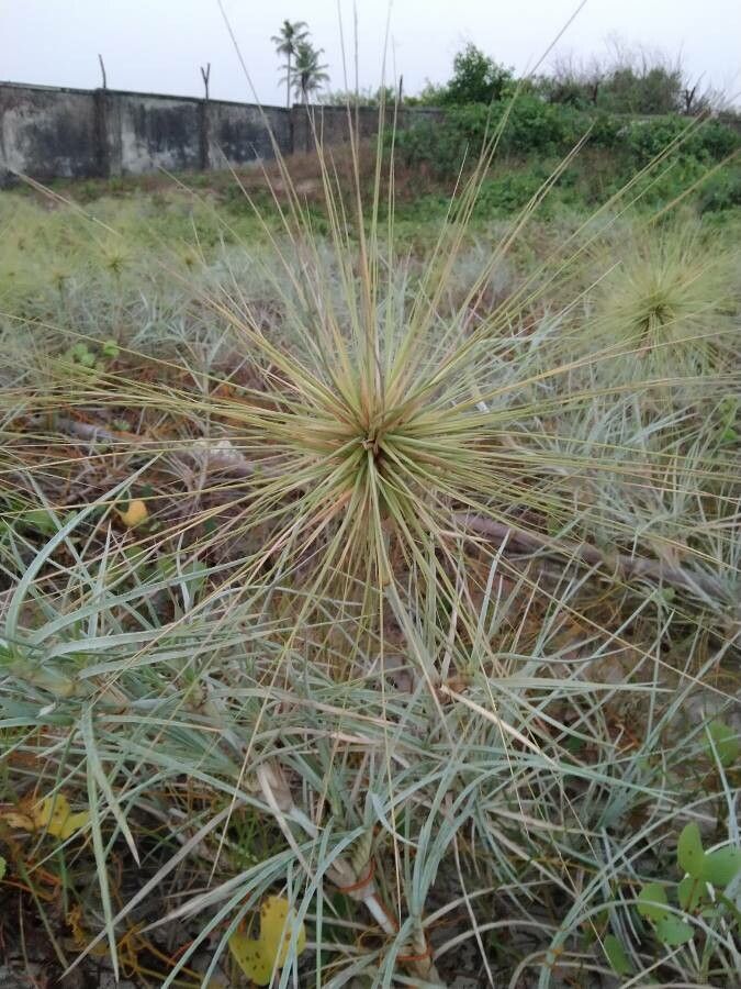 Spinifex littoreus — related species from the same genus