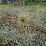 Spinifex littoreus