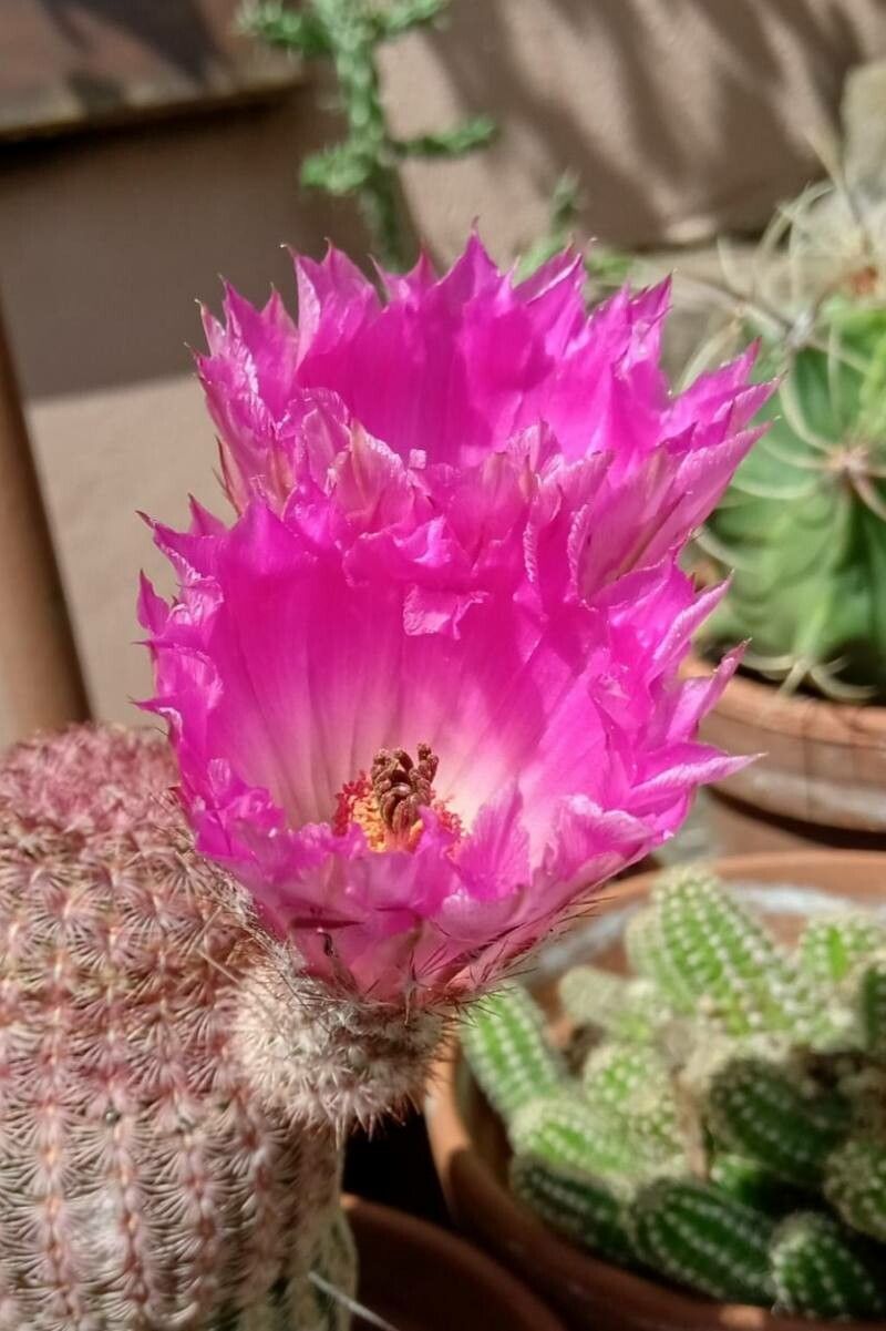 Echinocereus rigidissimus flower