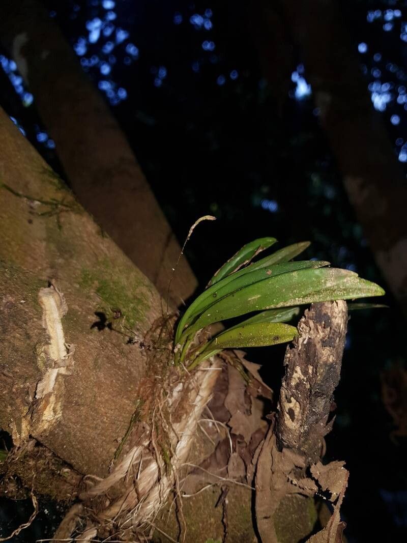 Specklinia brighamii leaf