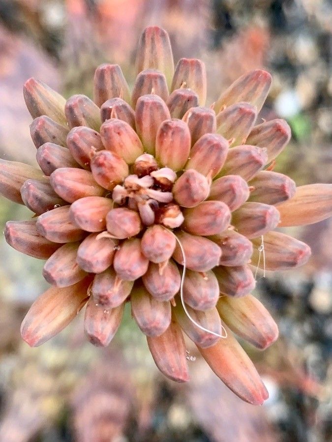 Aloe maculata flower