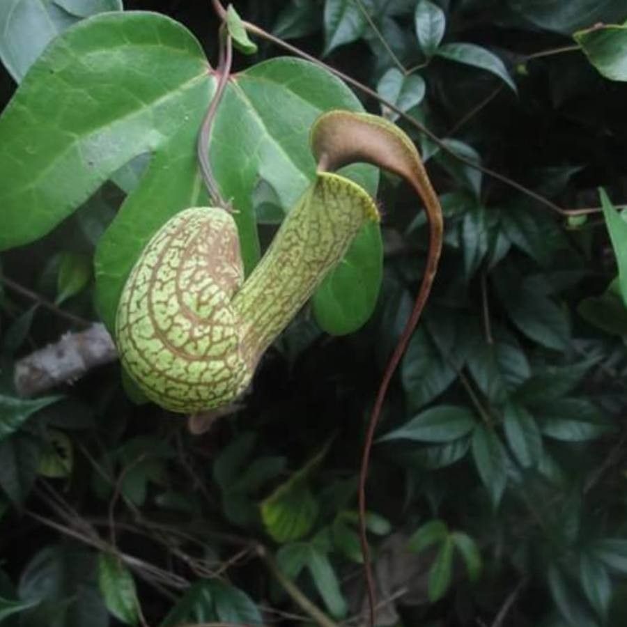 Aristolochia trilobata flower
