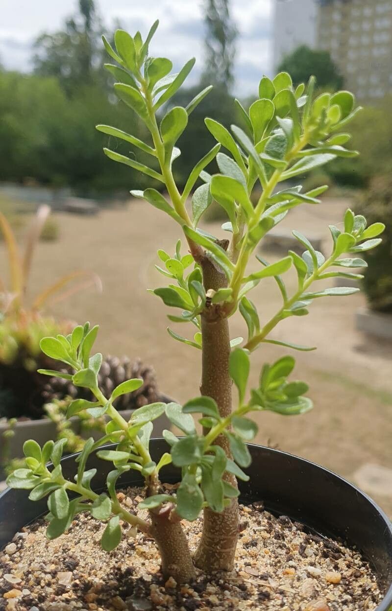 Sedum oxypetalum — houseplant care guide