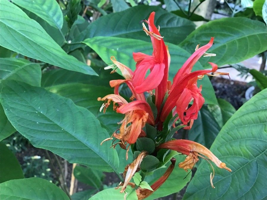 Pachystachys coccinea flower