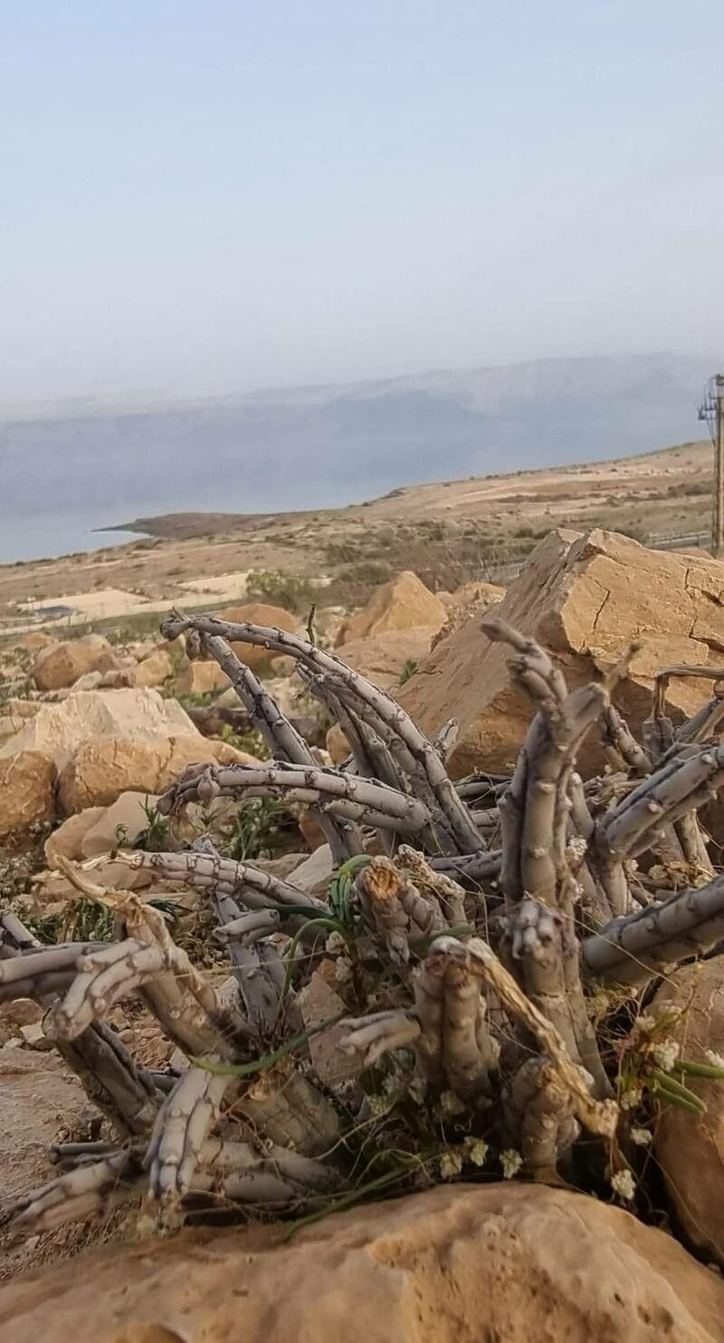 Caralluma sinaica — houseplant care guide