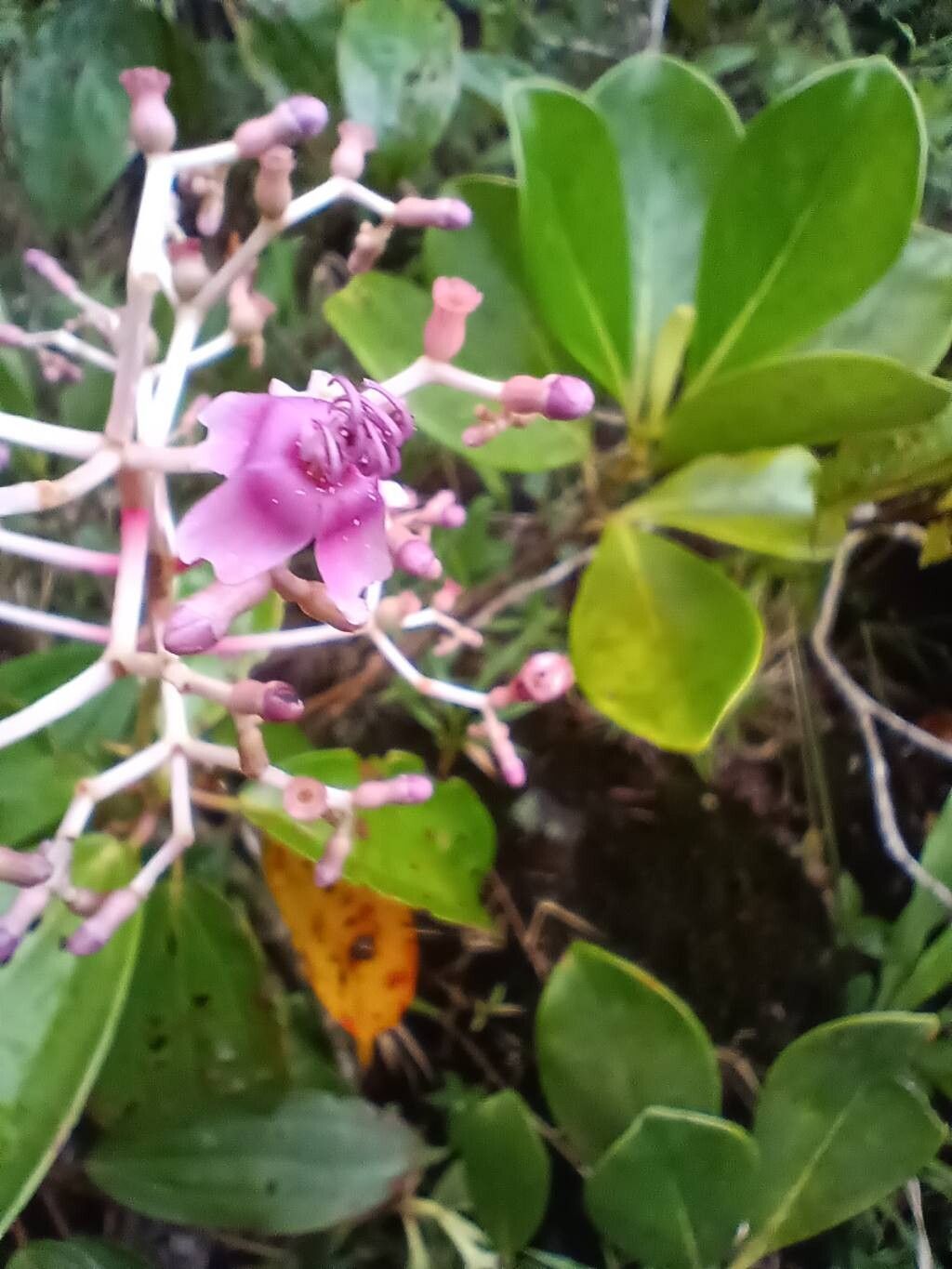 Miconia robinsoniana flower