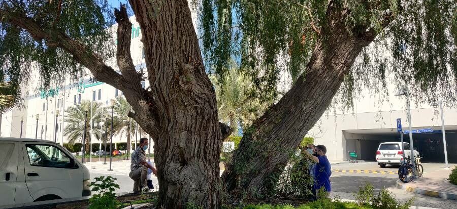 Prosopis cineraria bark