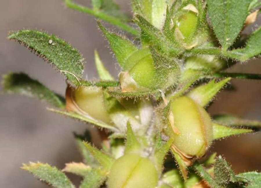 Ononis pusilla fruit