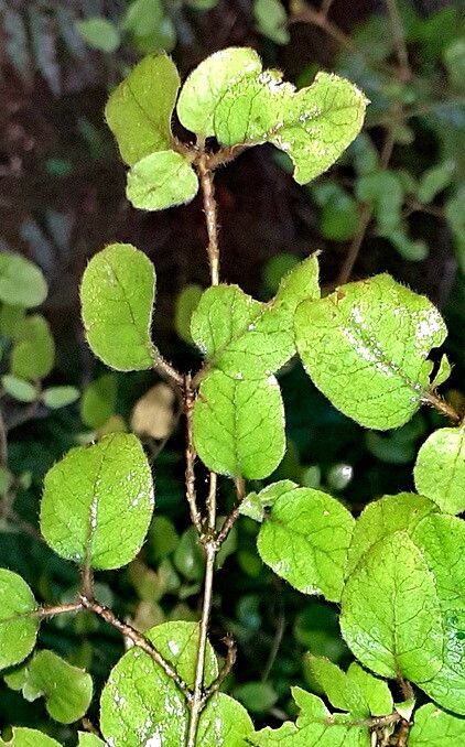 Coprosma rotundifolia — houseplant care guide