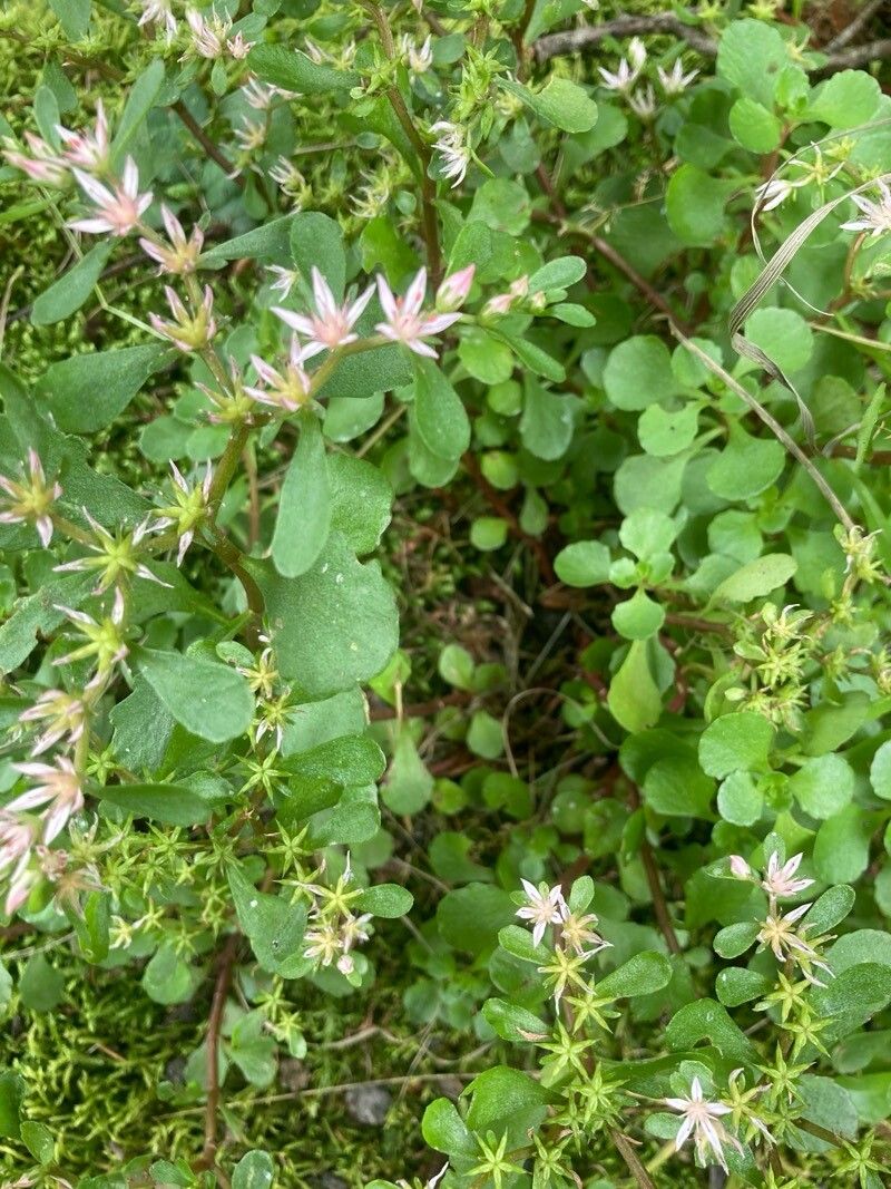 Phedimus stolonifer leaf