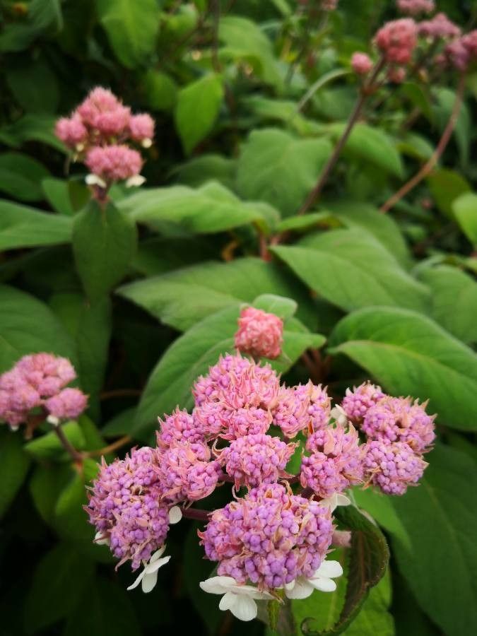 Hydrangea aspera flower