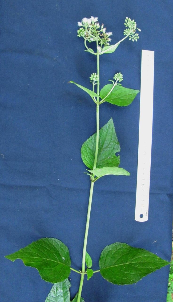 Ageratina pichinchensis other