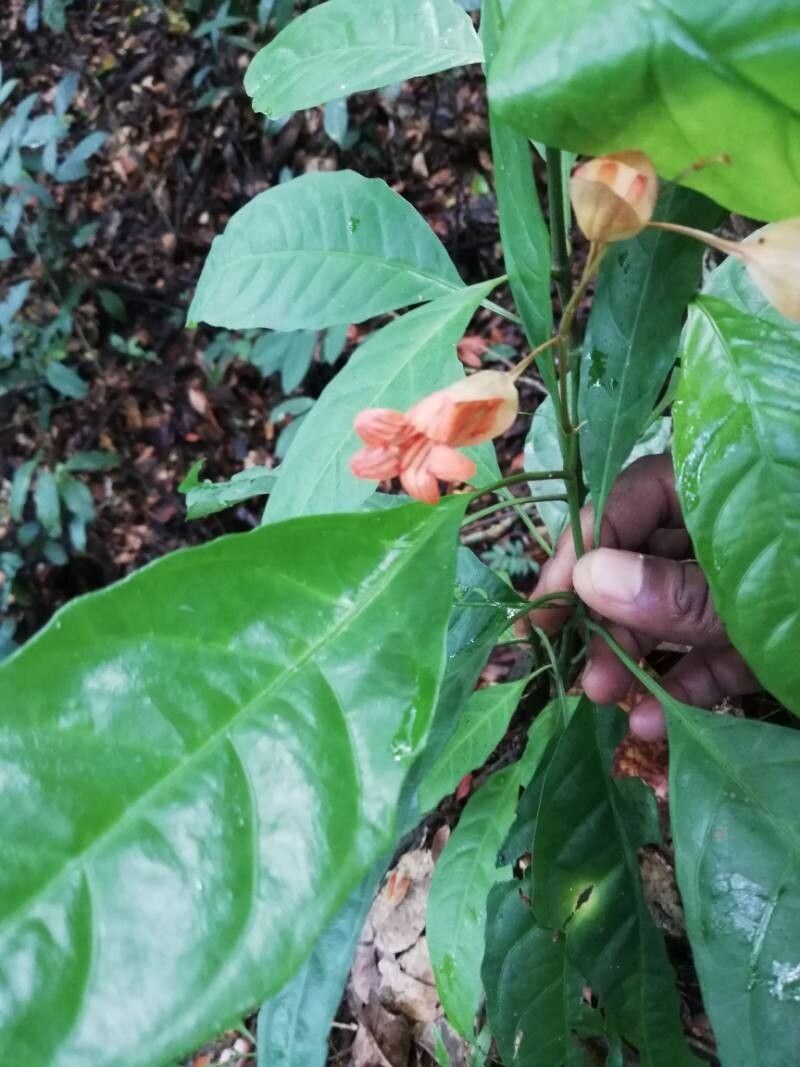 Pseuderanthemum ludovicianum flower