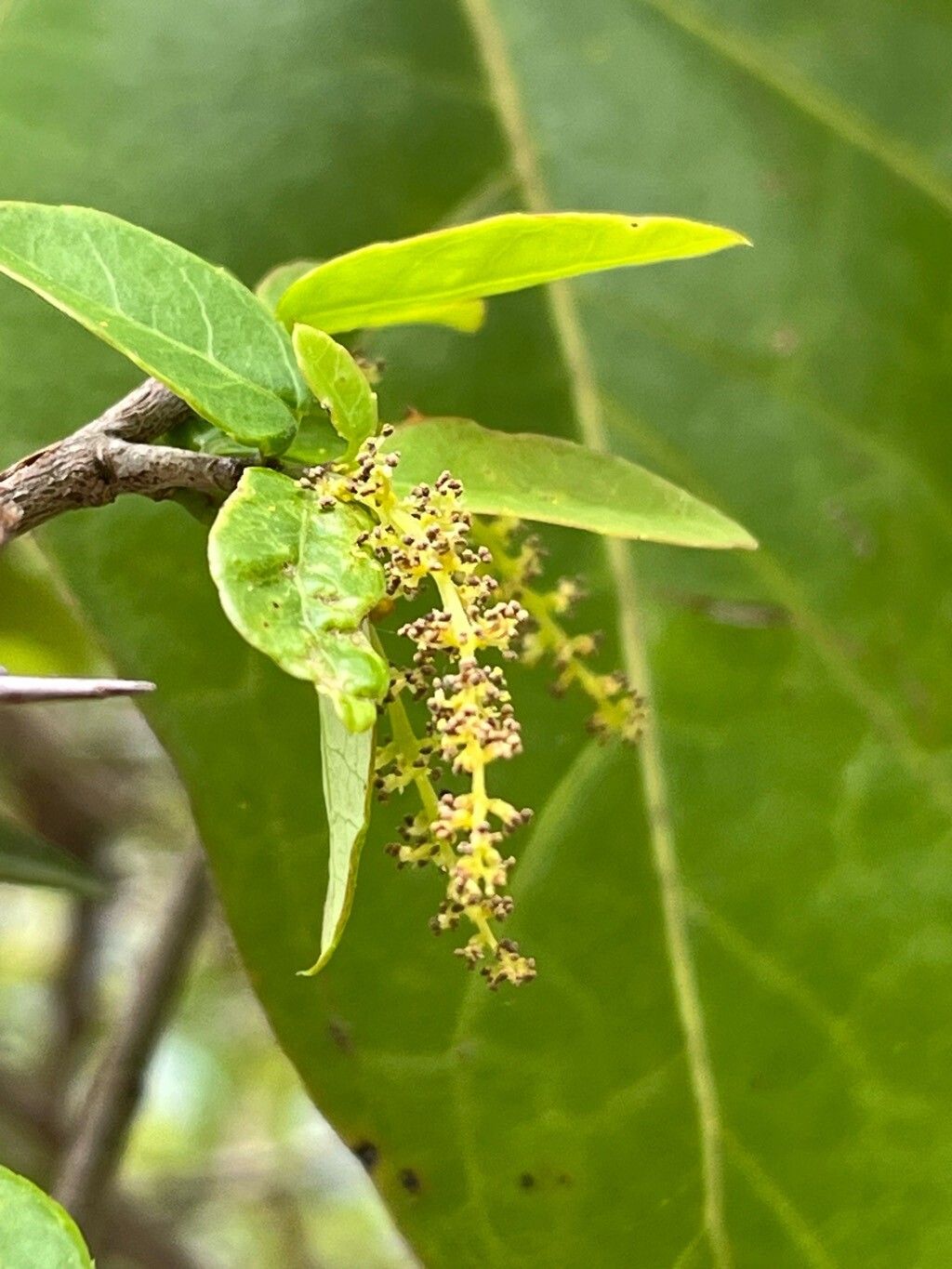 Sebastiania klotzschiana flower
