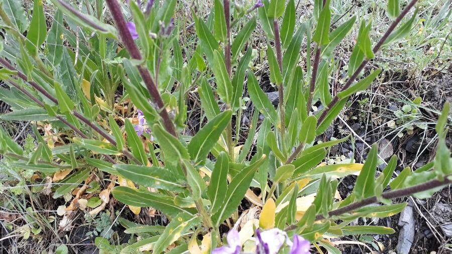 Hesperis laciniata — related species from the same genus