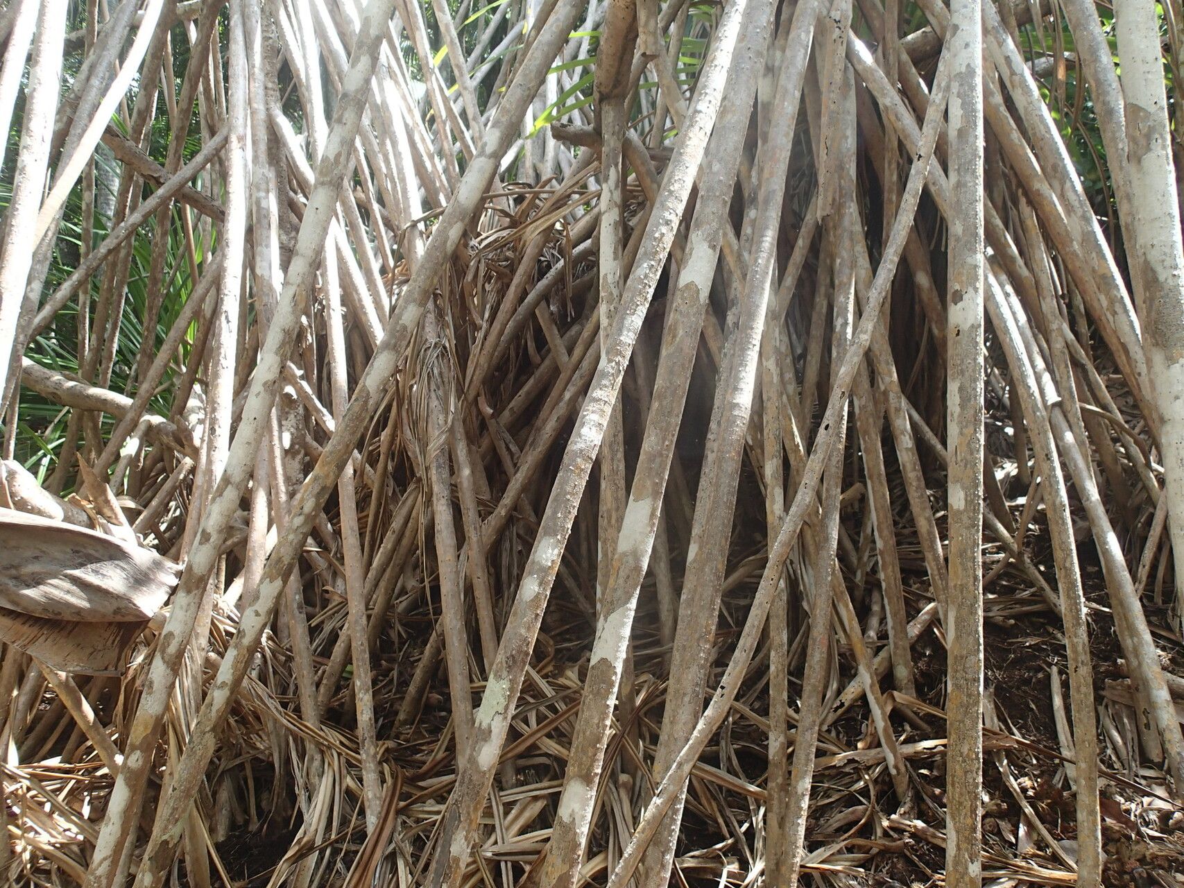 Pandanus balfourii bark
