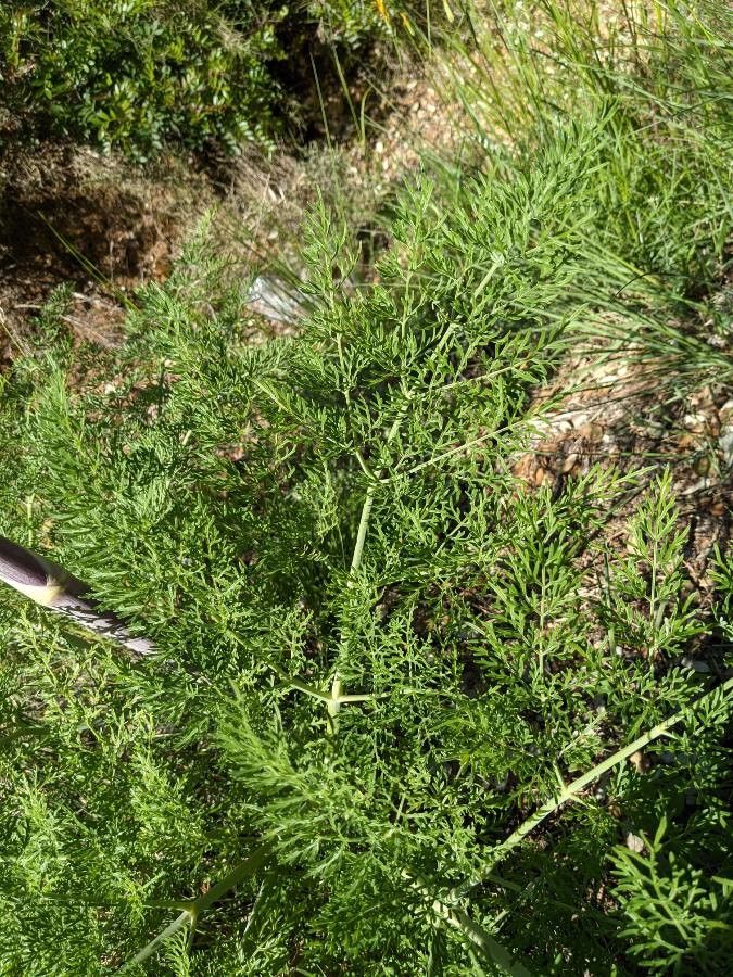 Ferula glauca — search result for 'Afghanistan'