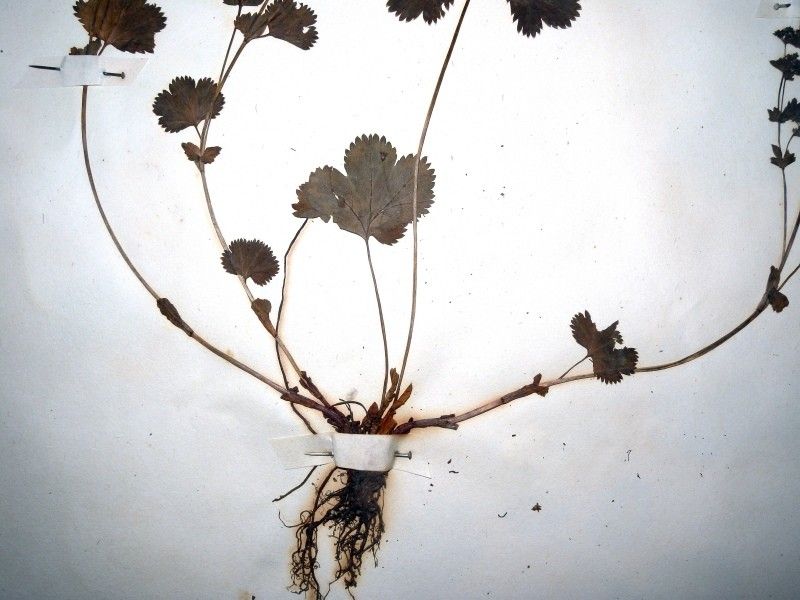 Alchemilla demissa leaf