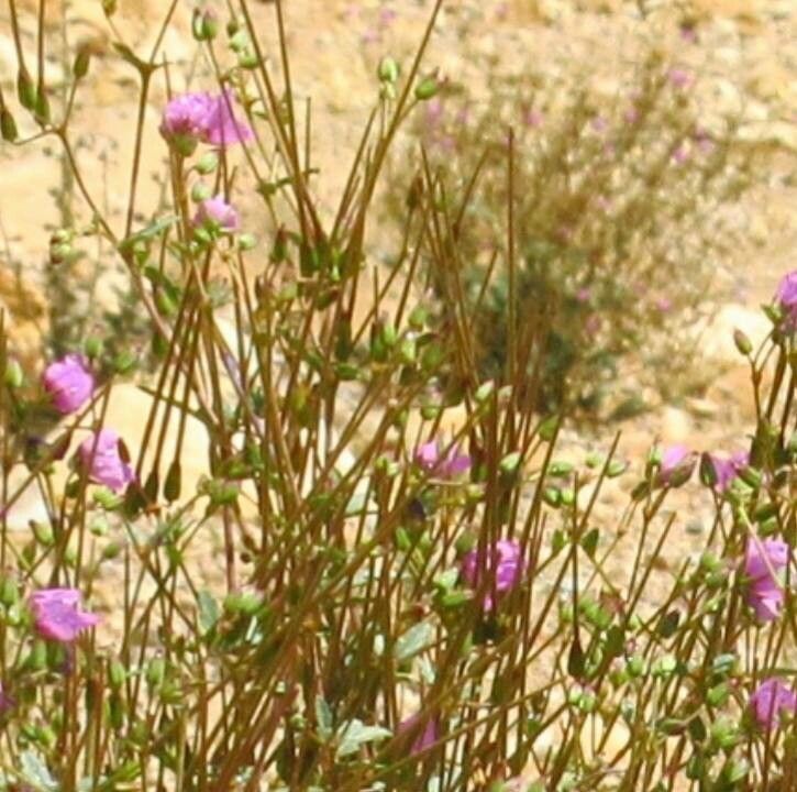 Erodium glaucophyllum flower