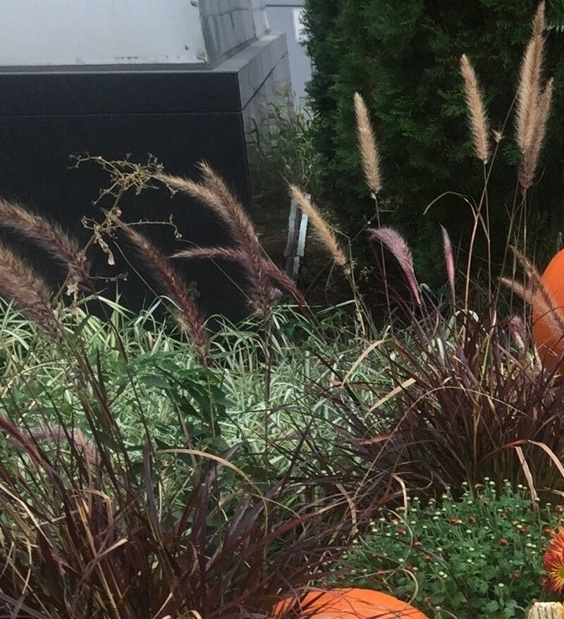 Cenchrus pedicellatus leaf