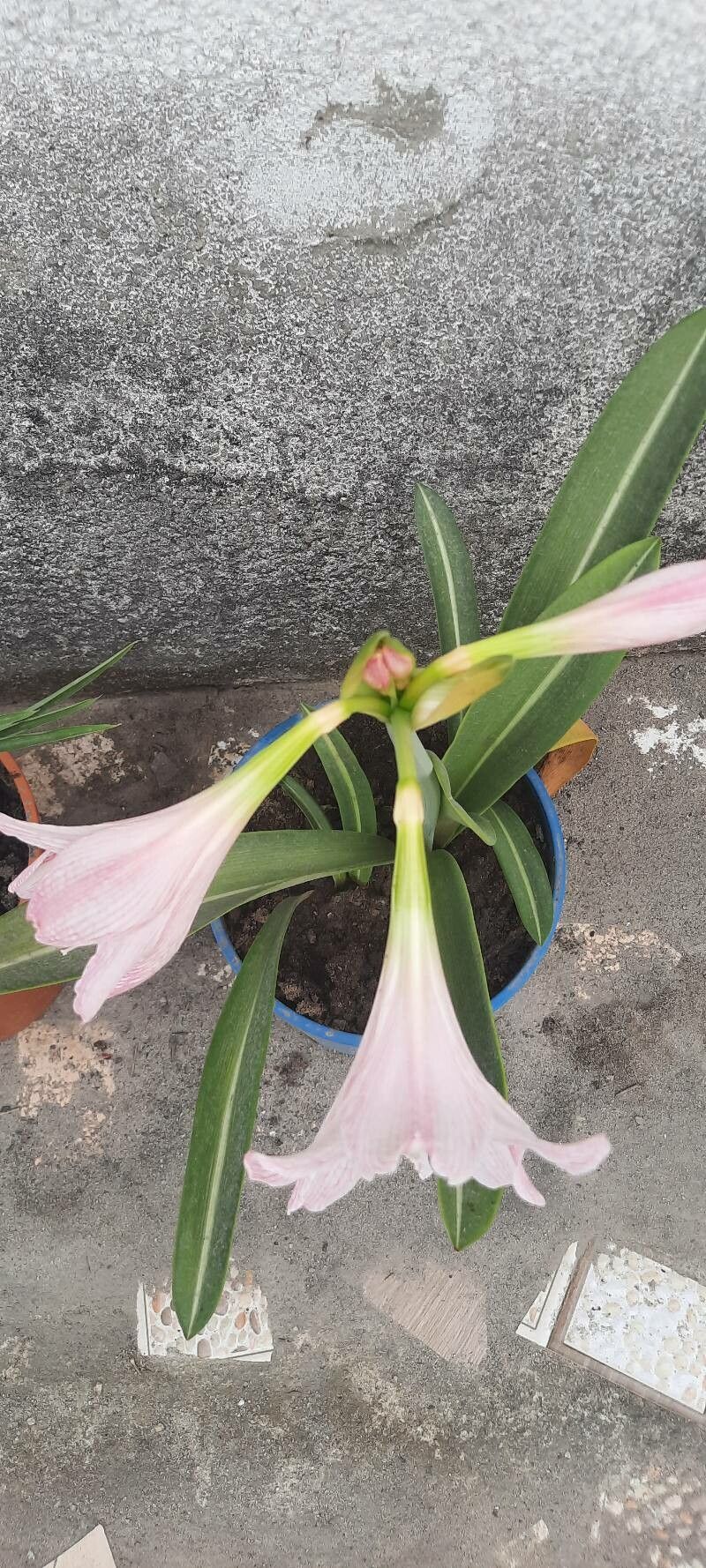 Hippeastrum reticulatum flower