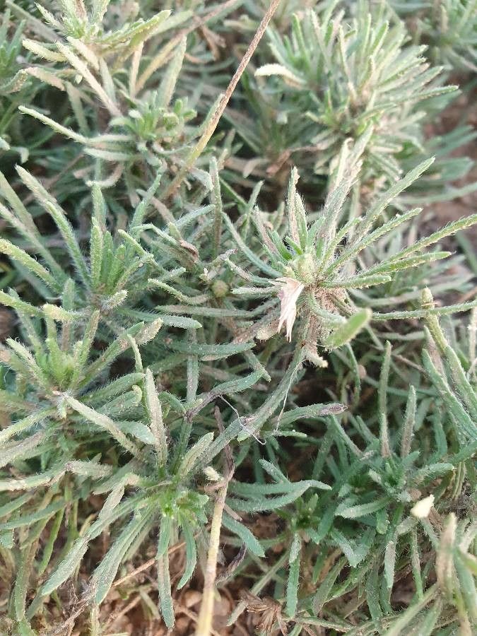 Felicia abyssinica leaf