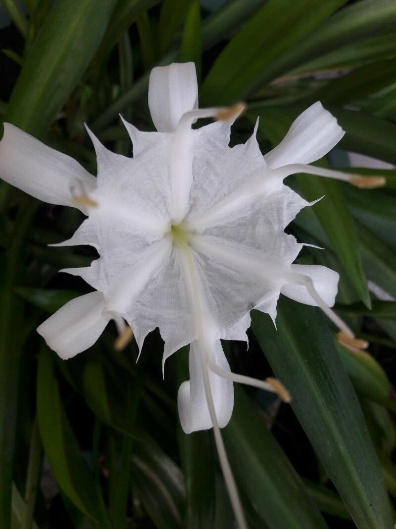 Pancratium zeylanicum flower