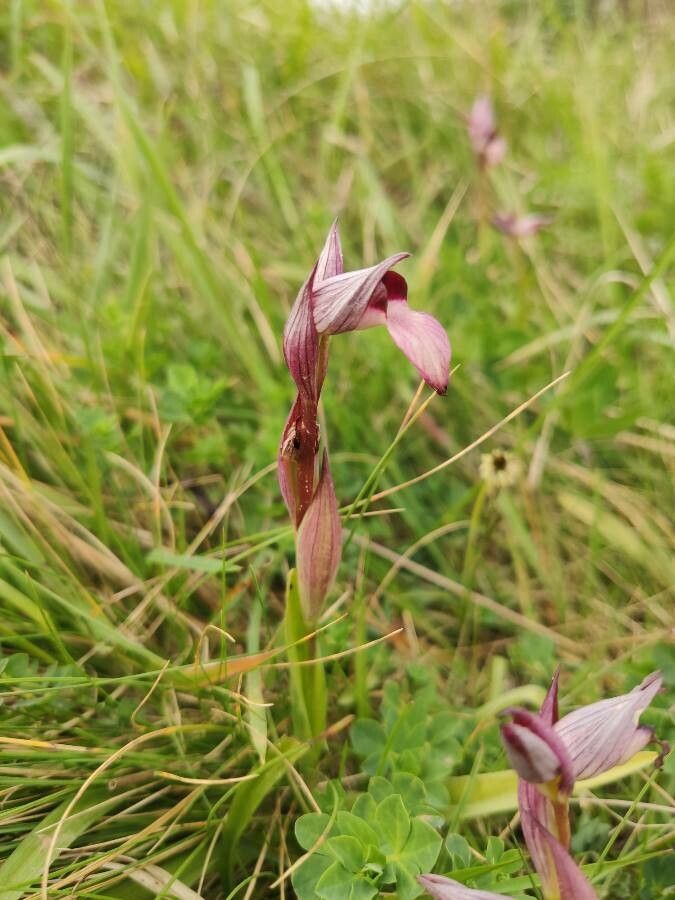 Serapias strictiflora flower
