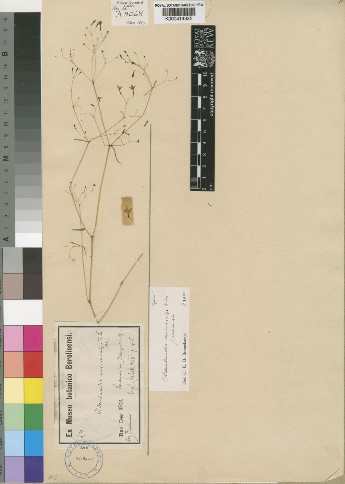 Oldenlandia microcalyx — houseplant care guide