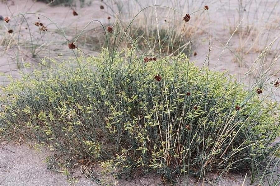 Silene thymifolia habit