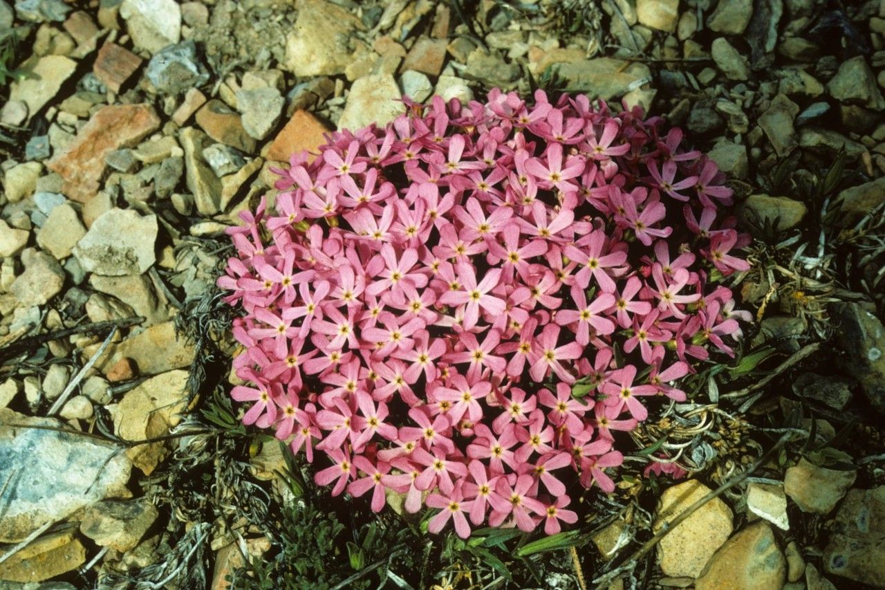 Androsace montana — houseplant care guide