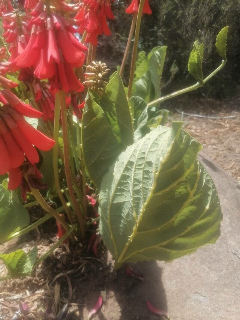 Erythrina zeyheri — houseplant care guide