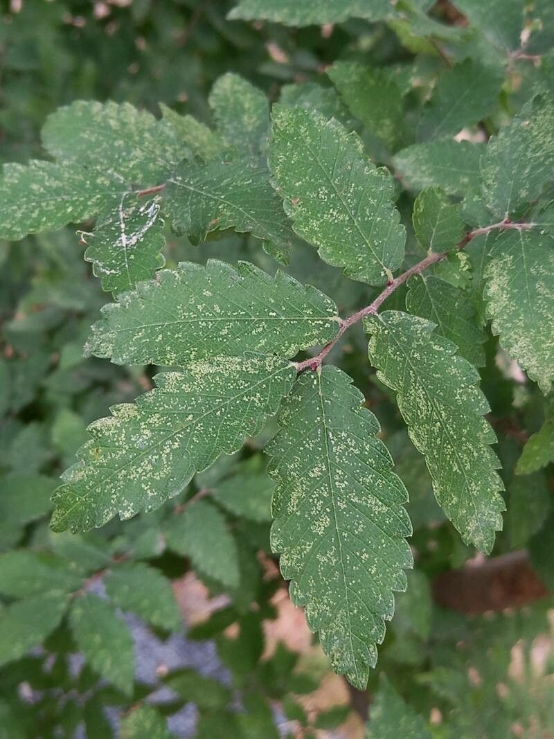 Zelkova sinica — search result for 'Ulmaceae'