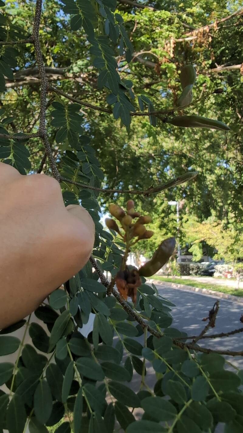 Libidibia punctata flower