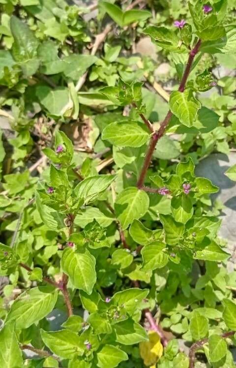 Cuphea carthagenensis habit