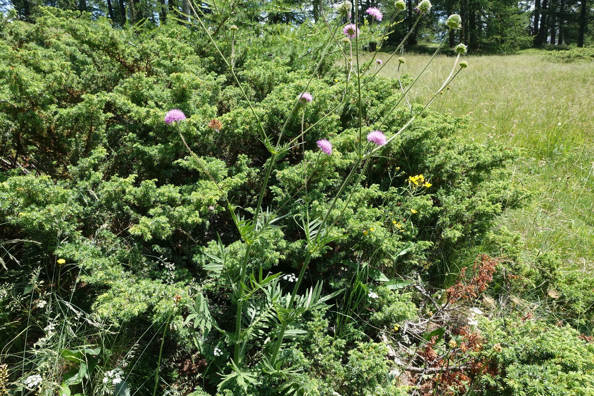 Knautia timeroyii flower