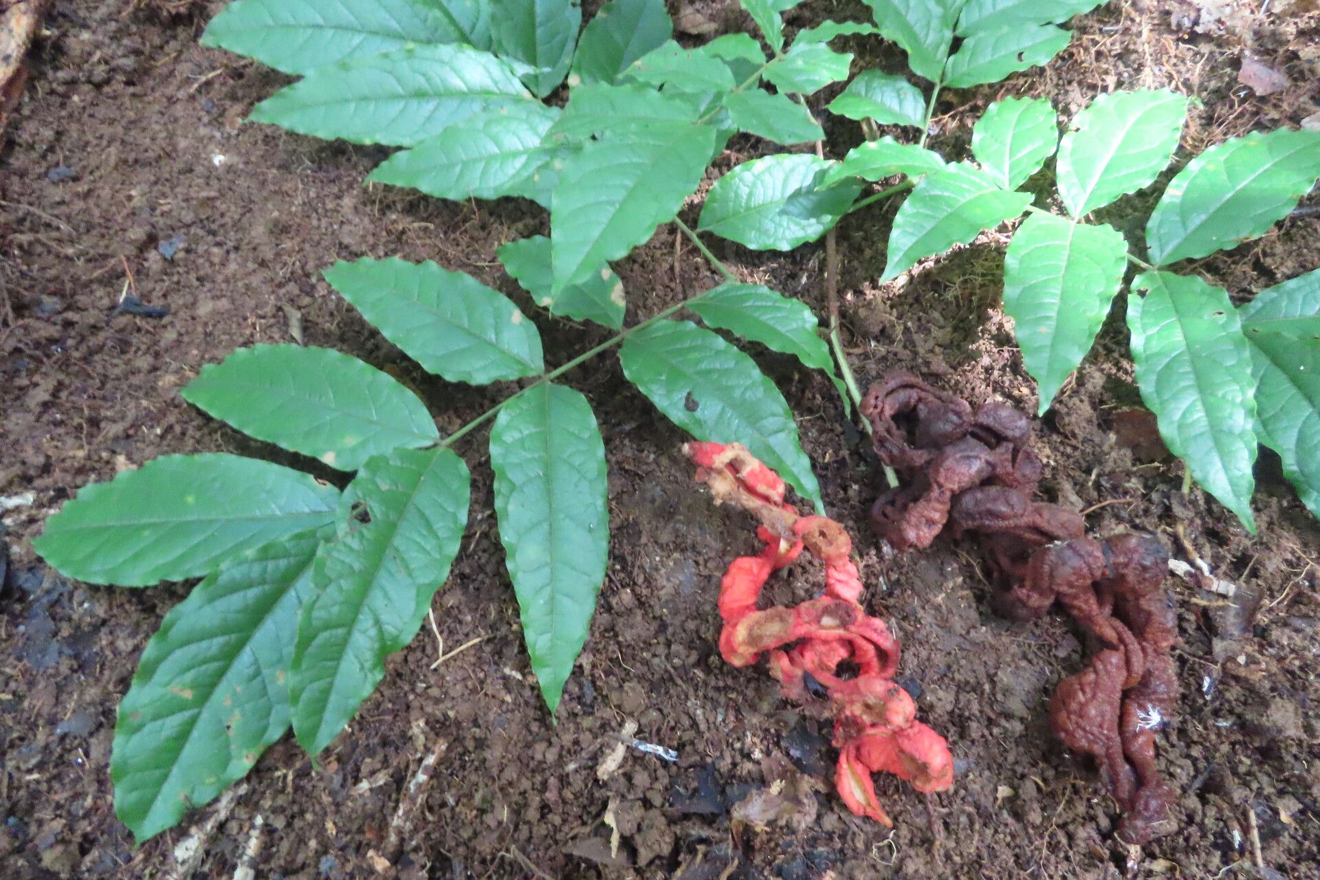 Cojoba catenata — related species from the same genus