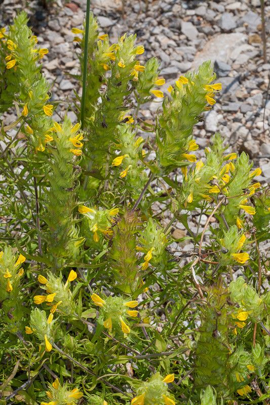 Melampyrum barbatum habit