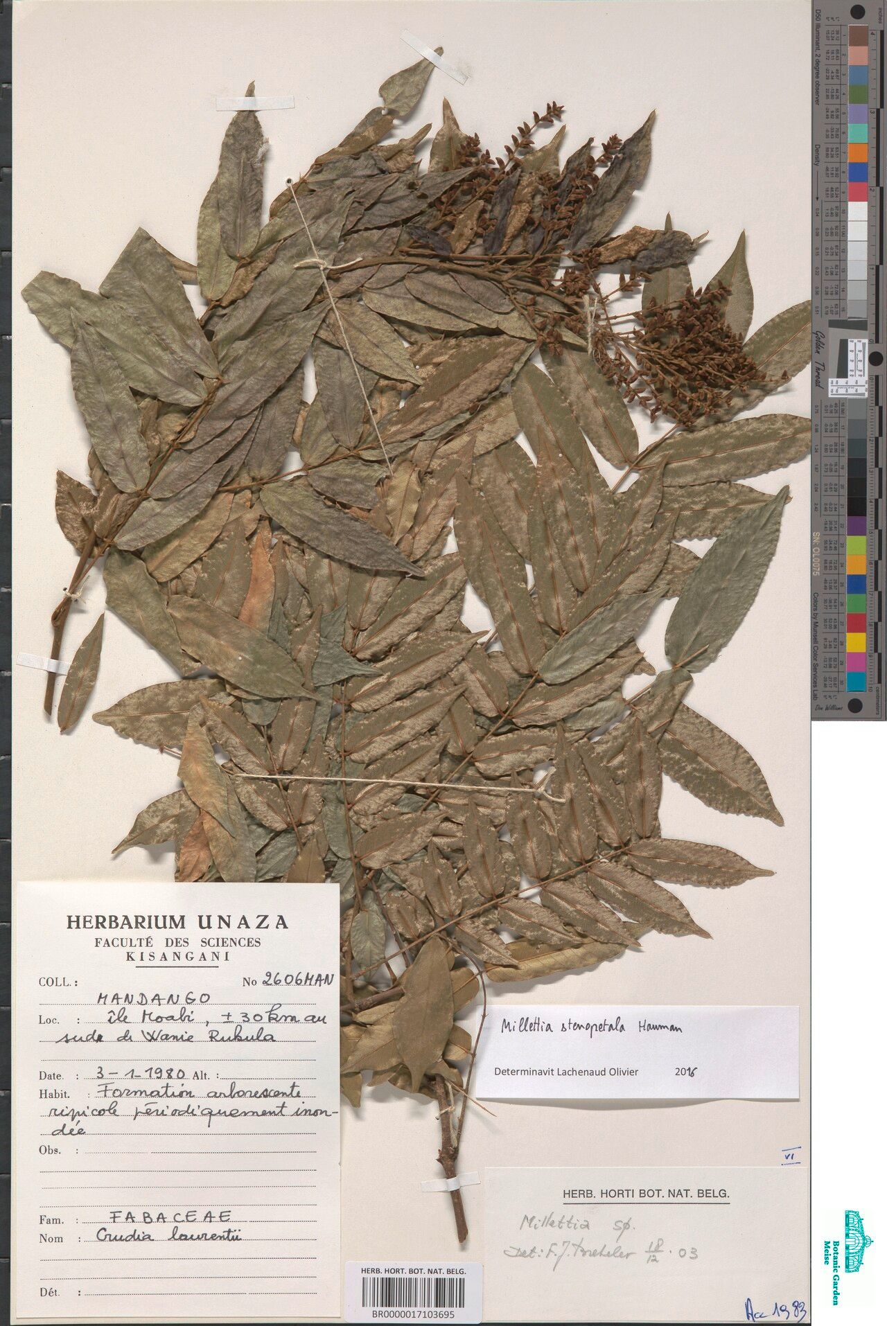 Millettia stenopetala — houseplant care guide