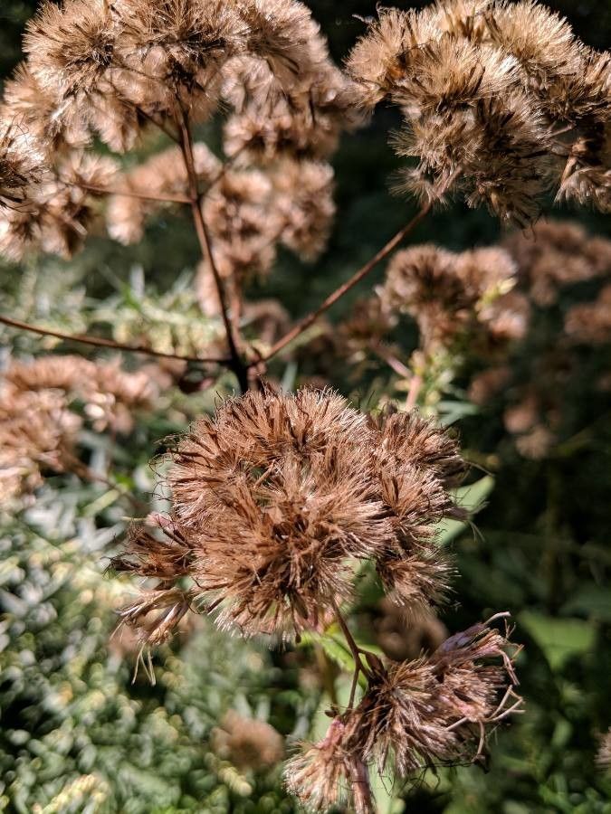 Eutrochium purpureum fruit