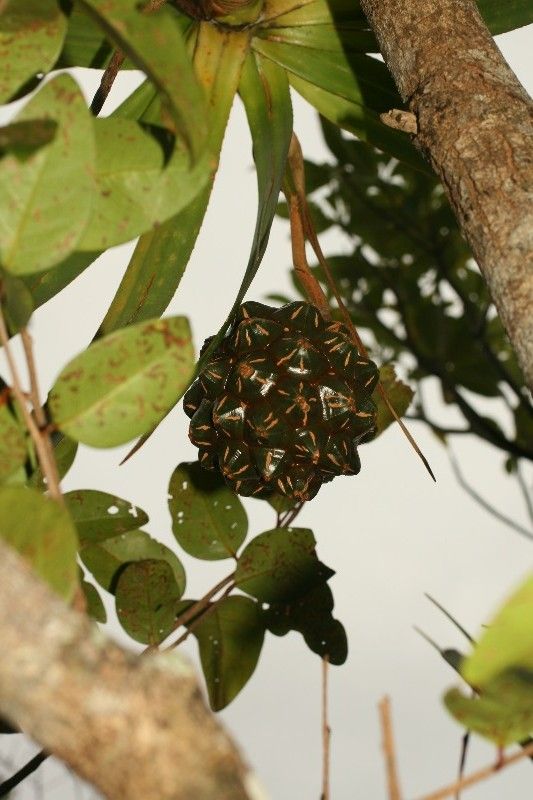 Pandanus sylvestris fruit