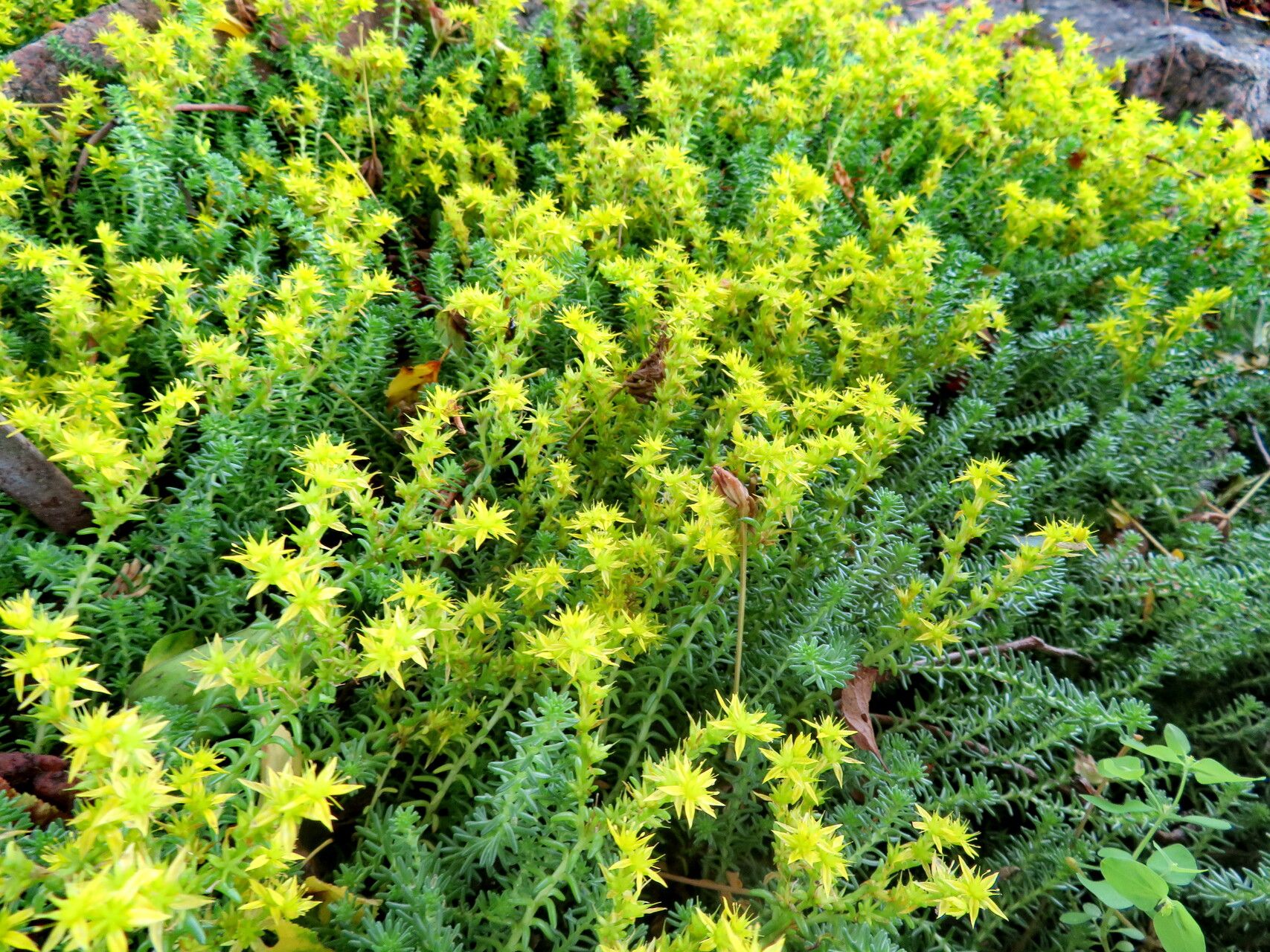 Saxifraga canaliculata habit