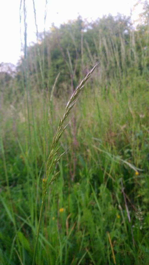 Gaudinia fragilis fruit