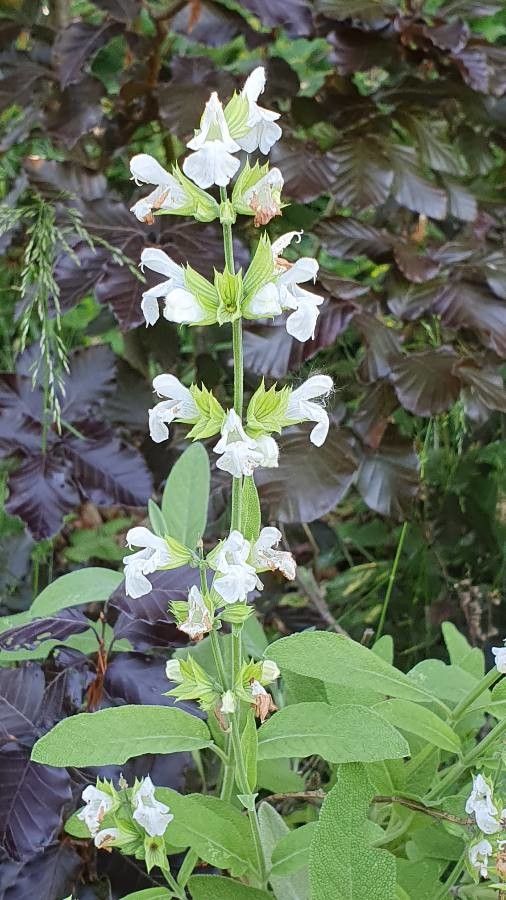 Salvia reflexa flower