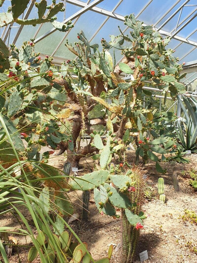 Agave guiengola fruit