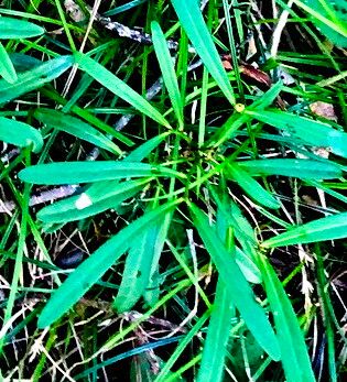 Phyllanthus conjugatus — houseplant care guide