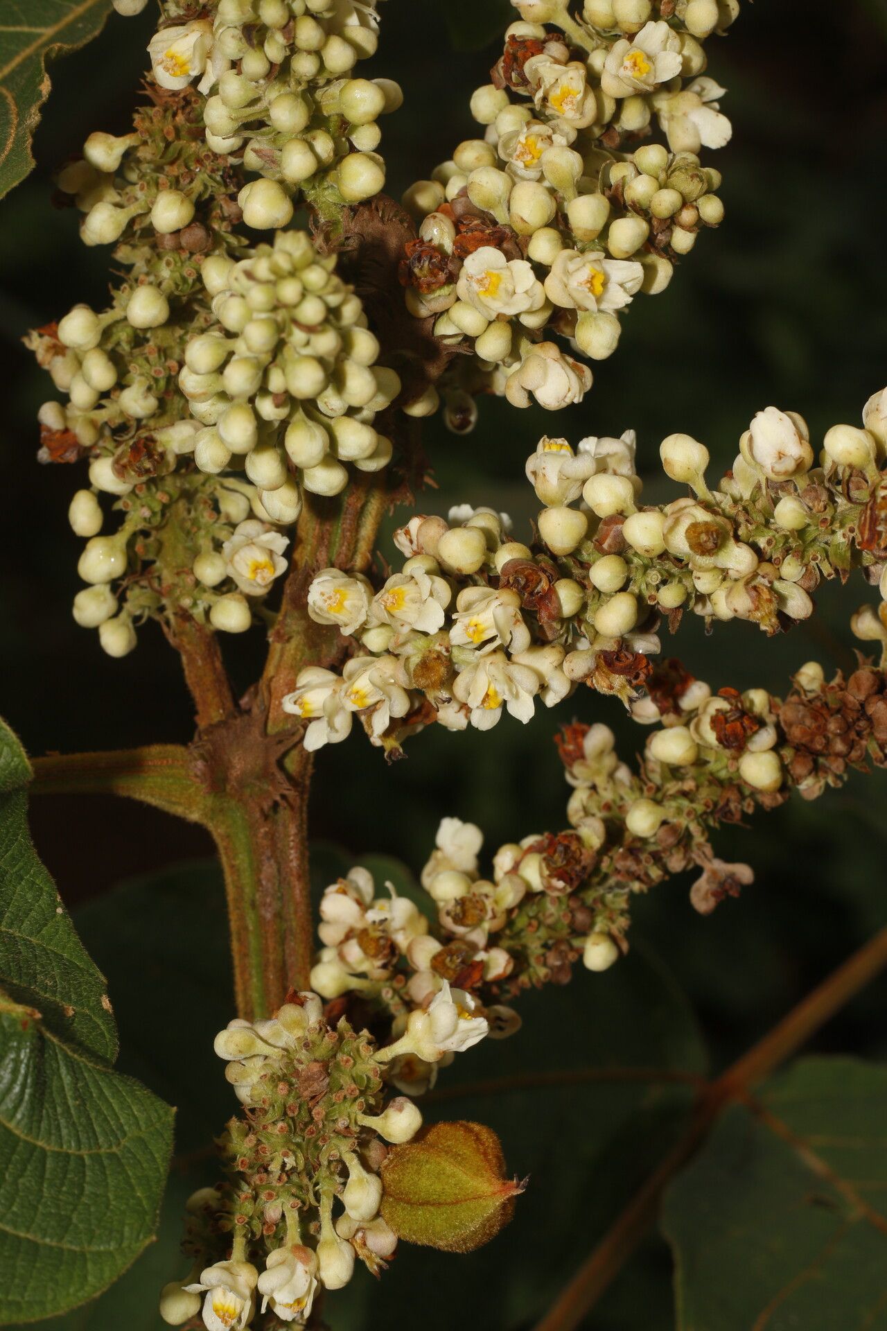 Paullinia bracteosa flower