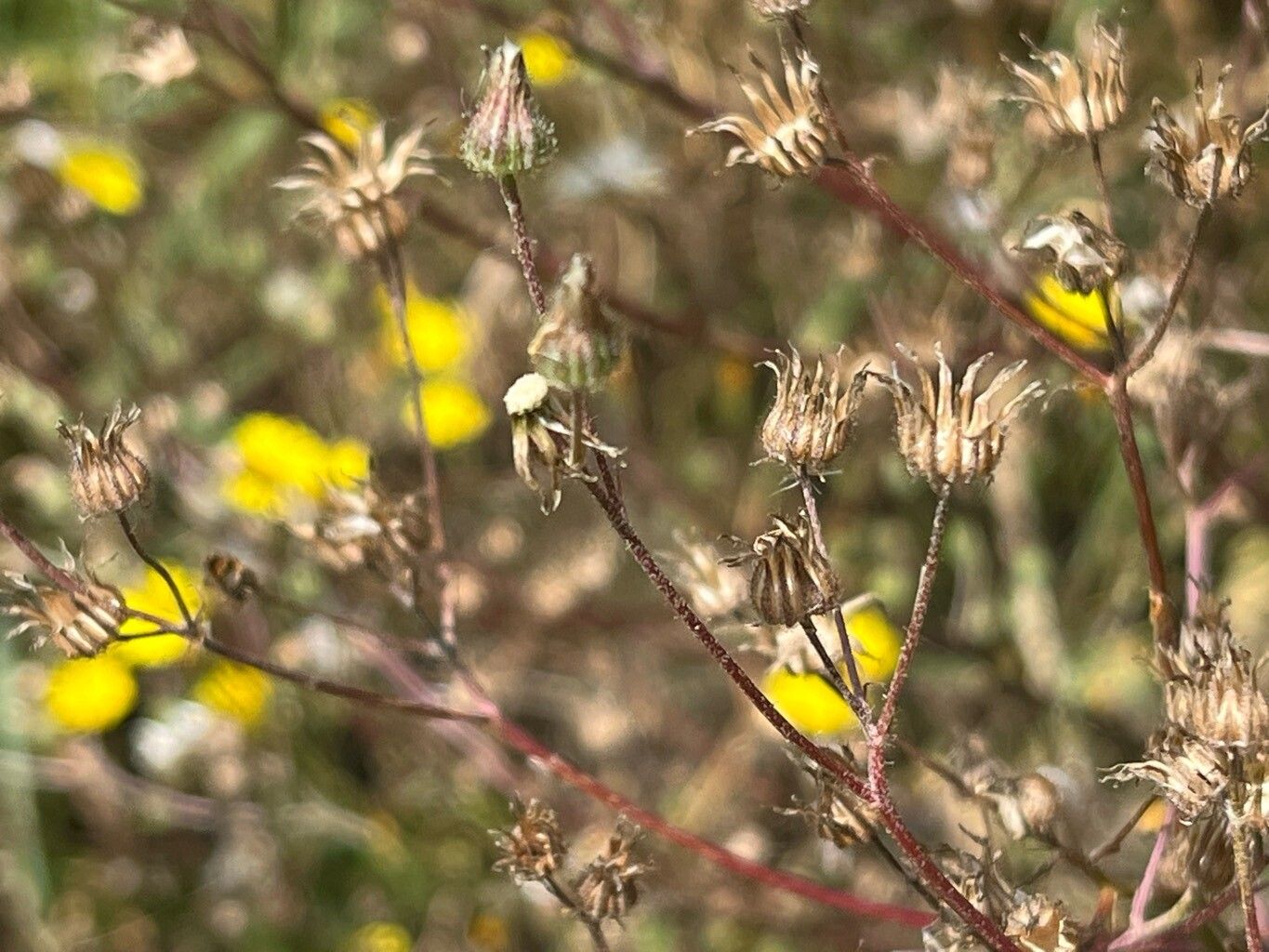 Crepis tectorum fruit