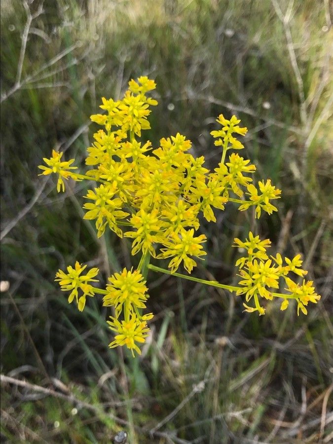 Polygala cymosa — search result for 'Polygala'